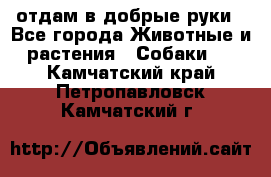 отдам в добрые руки - Все города Животные и растения » Собаки   . Камчатский край,Петропавловск-Камчатский г.